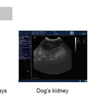 B Mode Portable Laptop Veterinary Ultrasound Scanner For Cats Dogs I KX-5600V