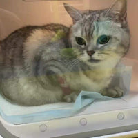 Cat oxygen therapy chamber I oxygen generator concentrator